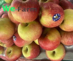 APPLE x1