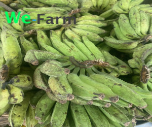BANANA (per bunch of 15)