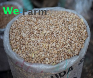 BEANS (HONEY) per 50kg bag