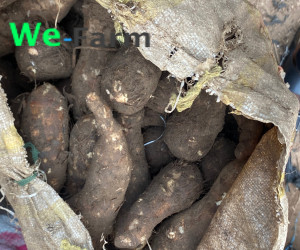 CASSAVA (per sac)