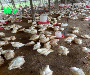 Chicken (Live per KG)