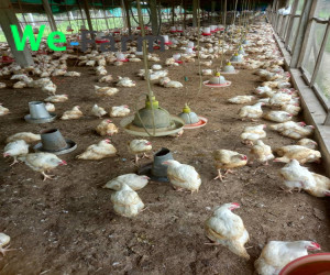 Chicken (Live per KG)