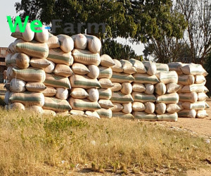 MAIZE (per 100kg bag)
