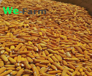 MAIZE (per 100kg bag)