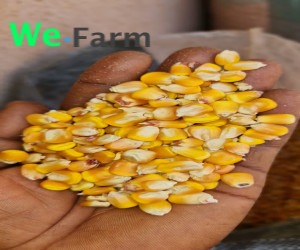 MAIZE (per 100kg bag)