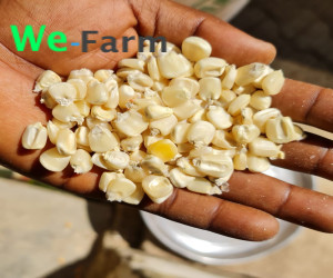 MAIZE (per 100kg bag)