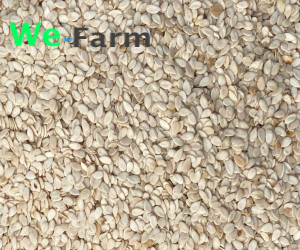 MELON SEED (per 100kg sac)