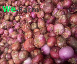 ONION (per  100KG sac)