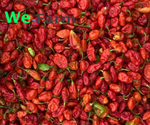 PEPPER (per bowl)