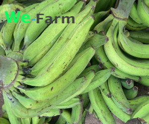 PLANTAIN (per bunch of 10)
