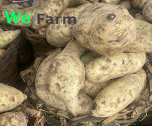 SWEET POTATO (per small basket)