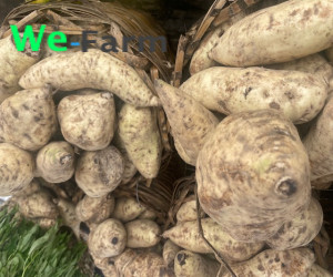 SWEET POTATO (per small basket)