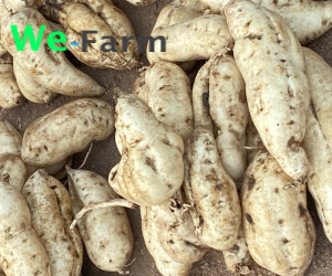 SWEET POTATO (per small basket)