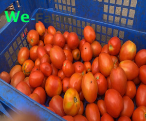 Tomato (full crate)