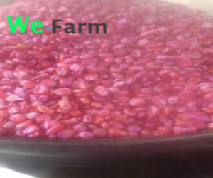 TREATED HYBRID CORN SEED