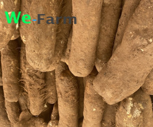 YAM (per 5tubers)